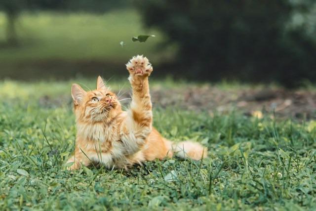 自由猫（FreeCat）机场深度实测